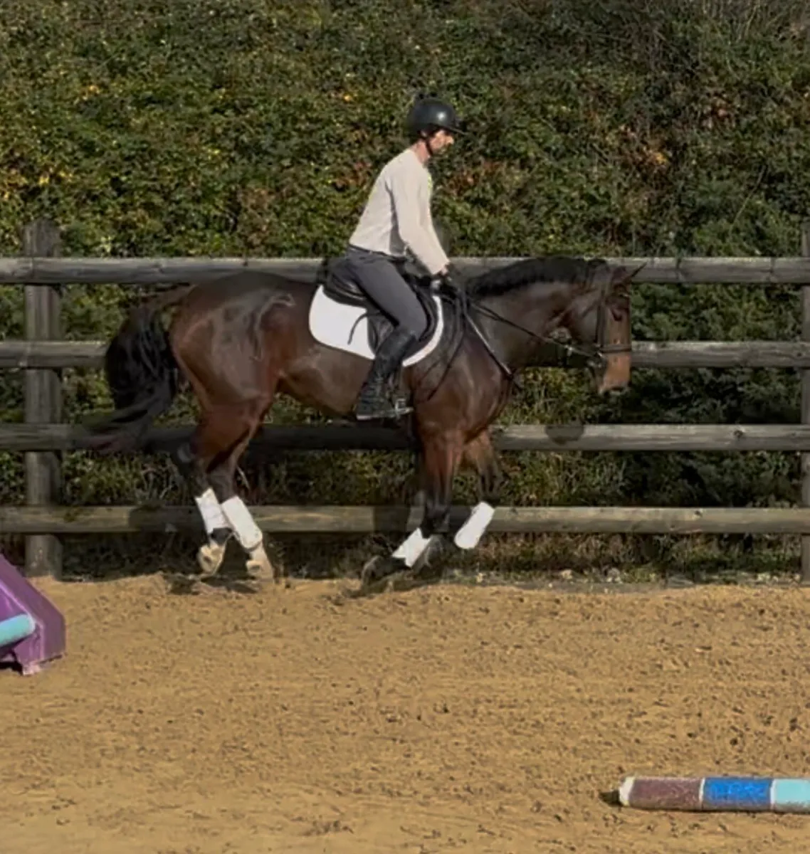 16h rising 5 yo TIH mare - Image 3
