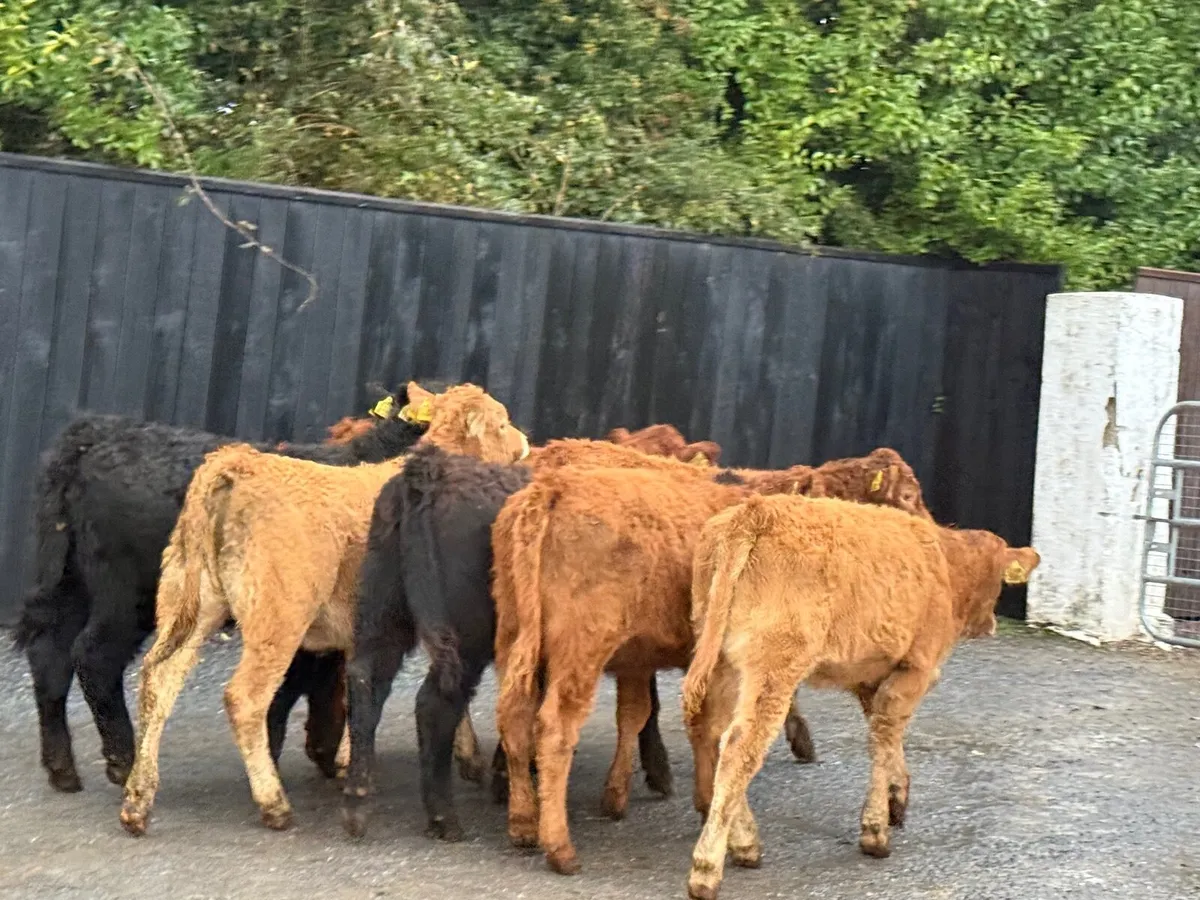 8 SUPER SUCKLER BRED LIMOUSINE HEIFERS - Image 3