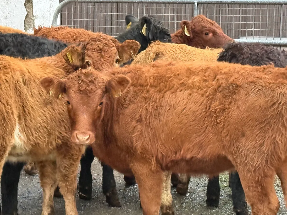 8 SUPER SUCKLER BRED LIMOUSINE HEIFERS - Image 2
