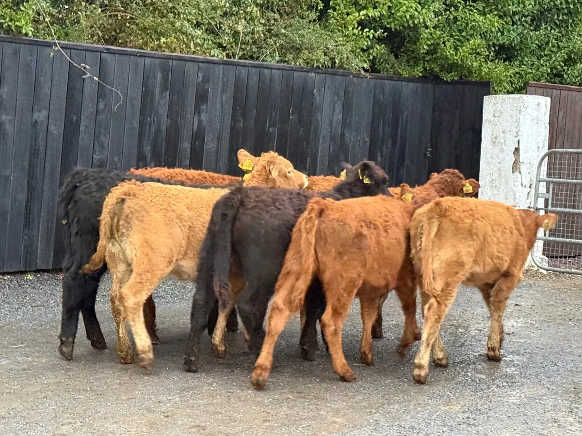 8 SUPER SUCKLER BRED LIMOUSINE HEIFERS - Image 4