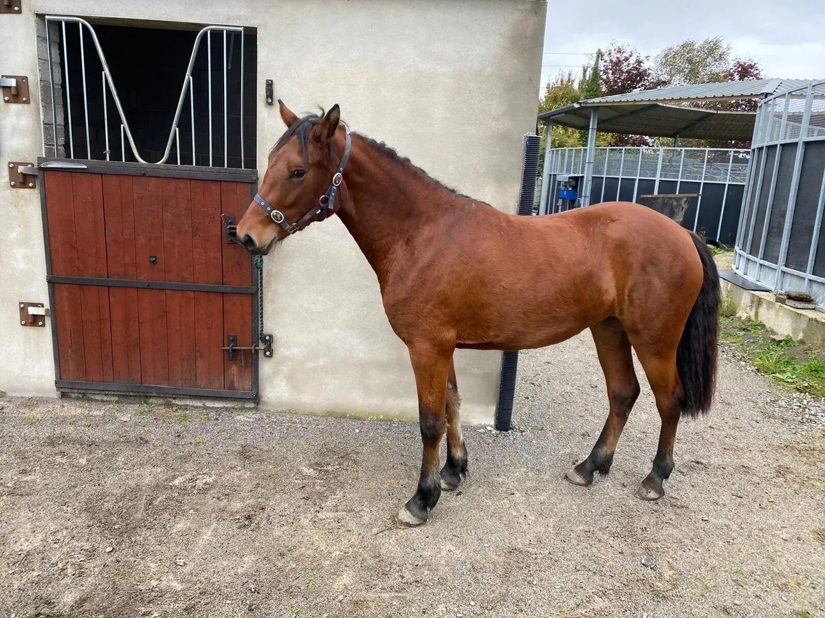 2 Year old Connemara Pony - Image 2