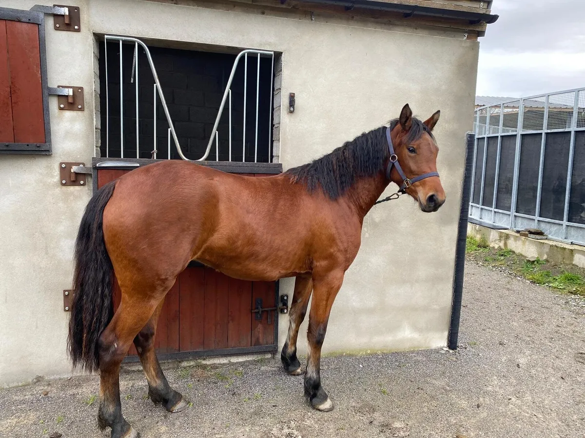 2 Year old Connemara Pony - Image 1