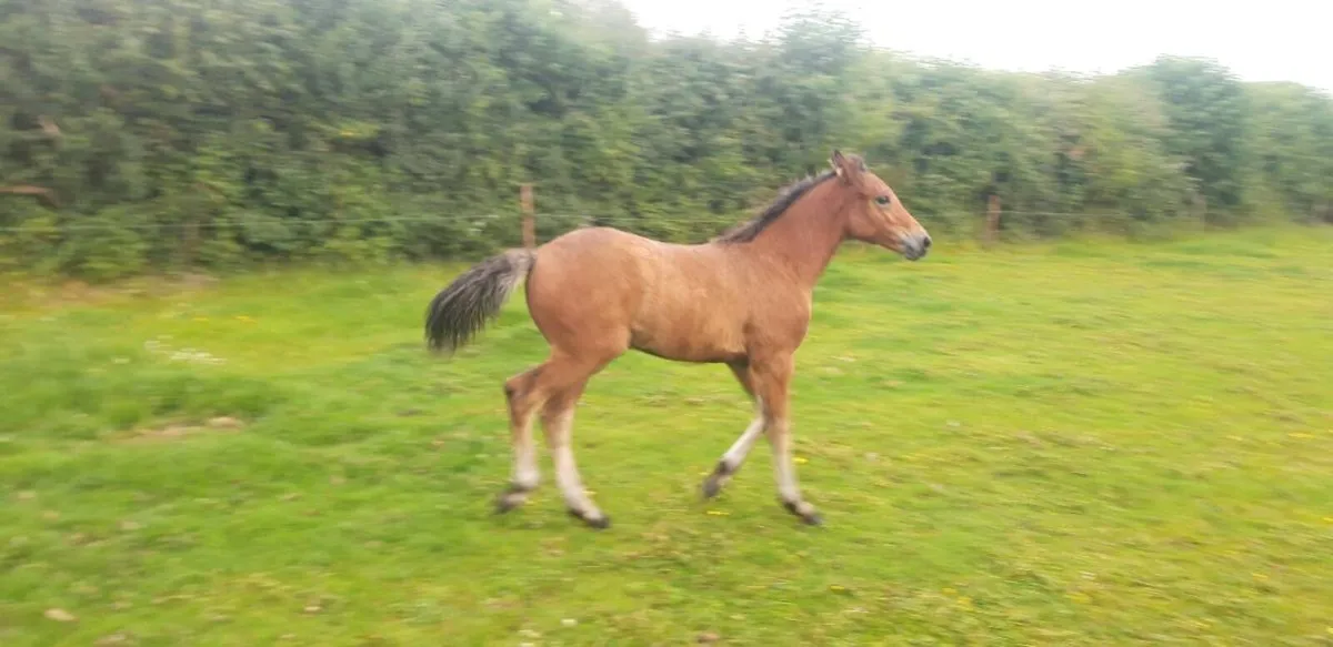 2 Year old Connemara Pony - Image 3