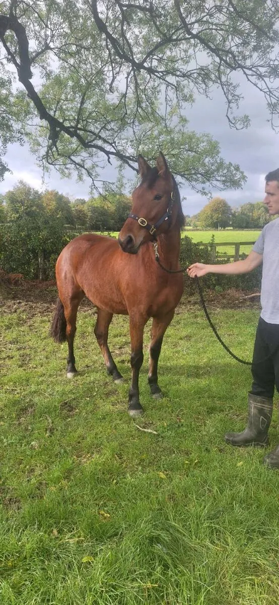 2 Year old Connemara Pony - Image 4