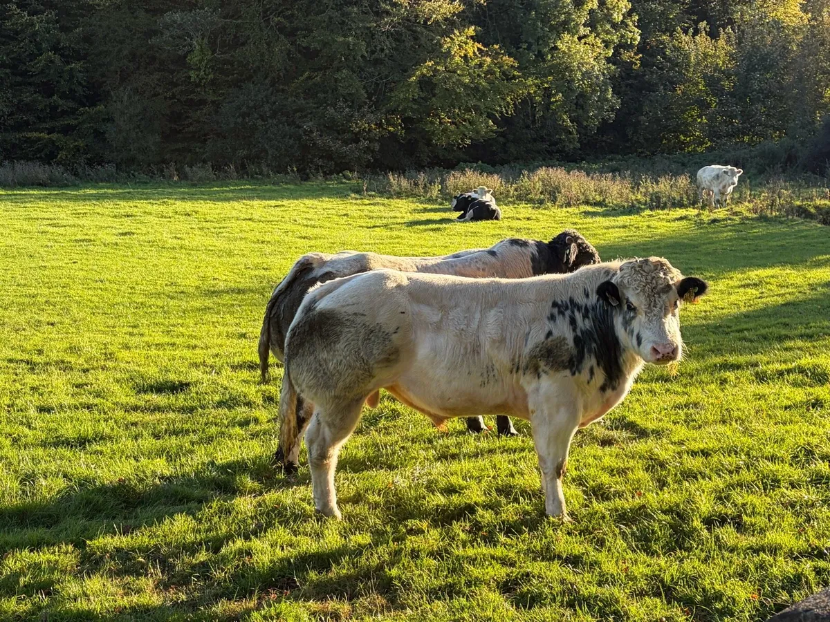 Belgian Blue Bulls - Image 2