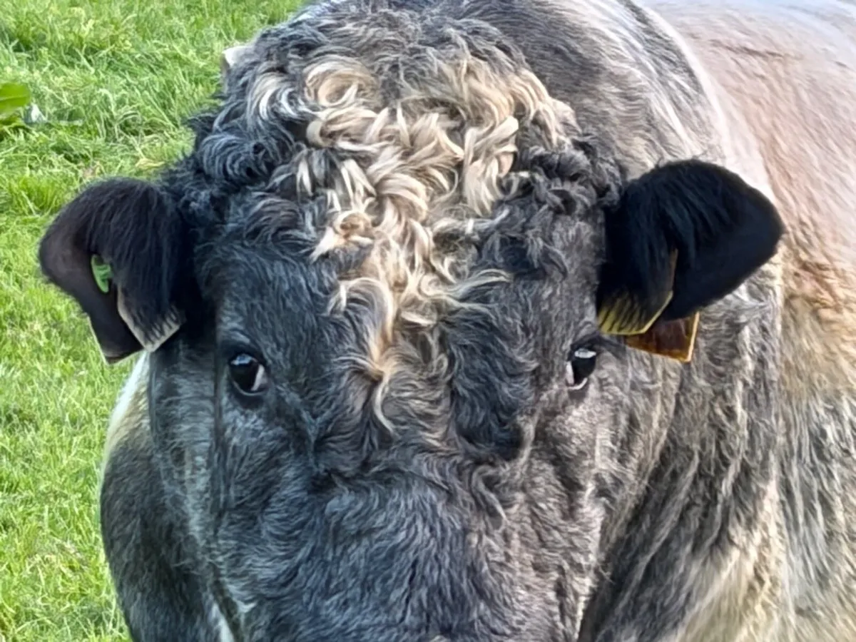 Belgian Blue Bulls - Image 3