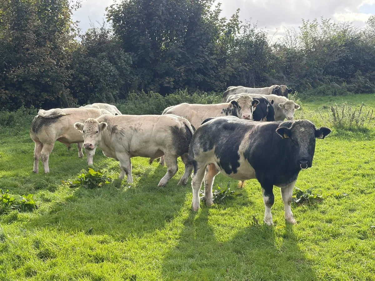 Belgian Blue Bulls - Image 4