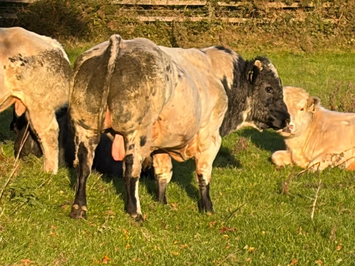Belgian Blue Bulls - Image 1