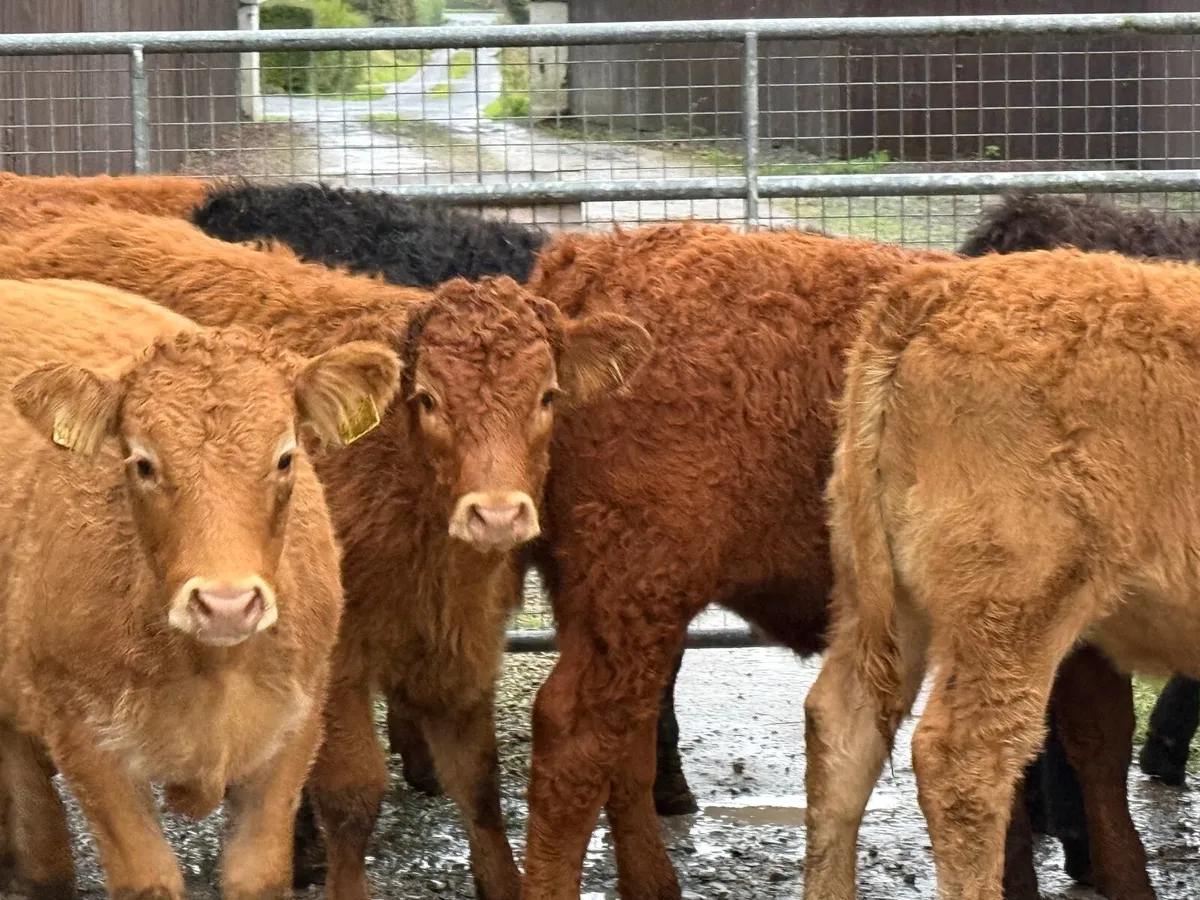 8 SUPER SUCKLER BRED LIMOUSINE HEIFERS - Image 1