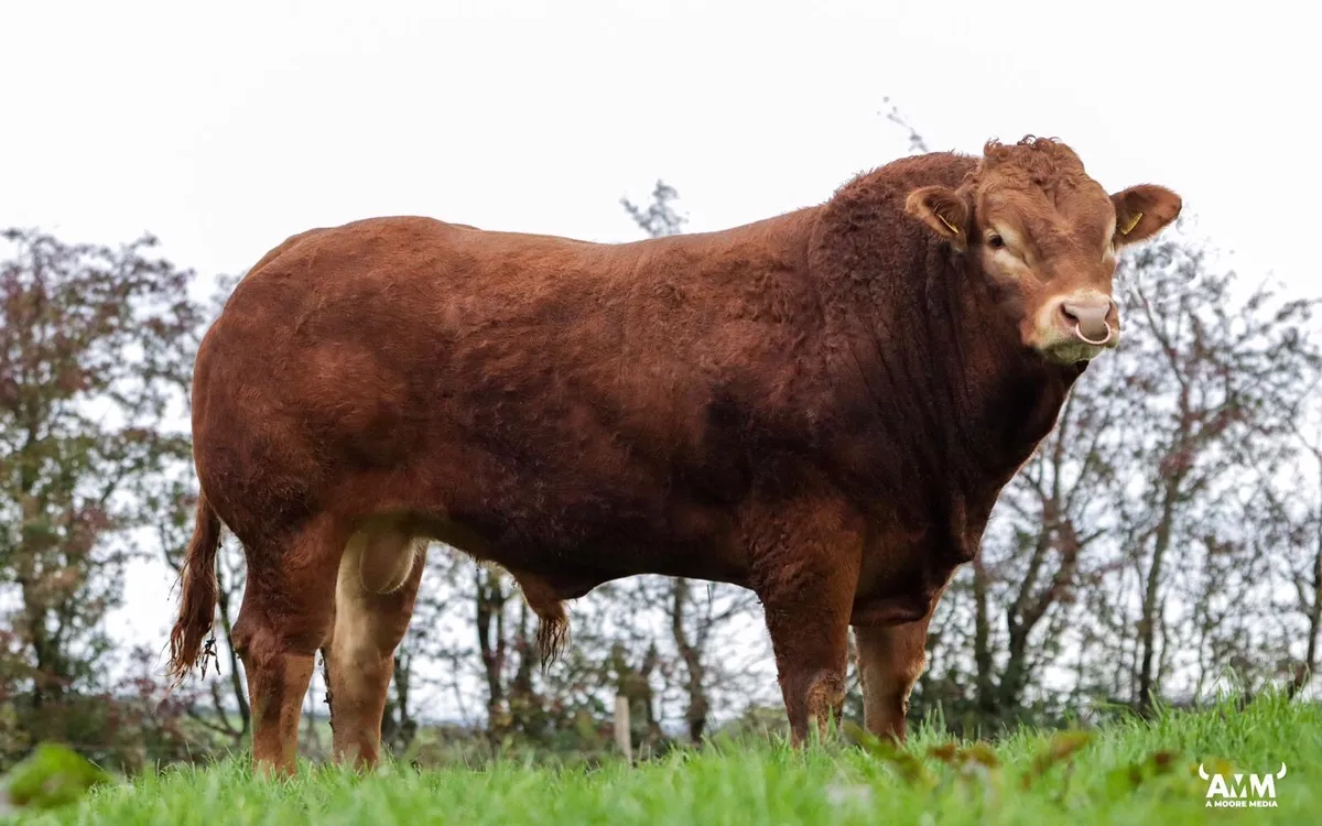 Pedigree Limousin Bulls - Image 2