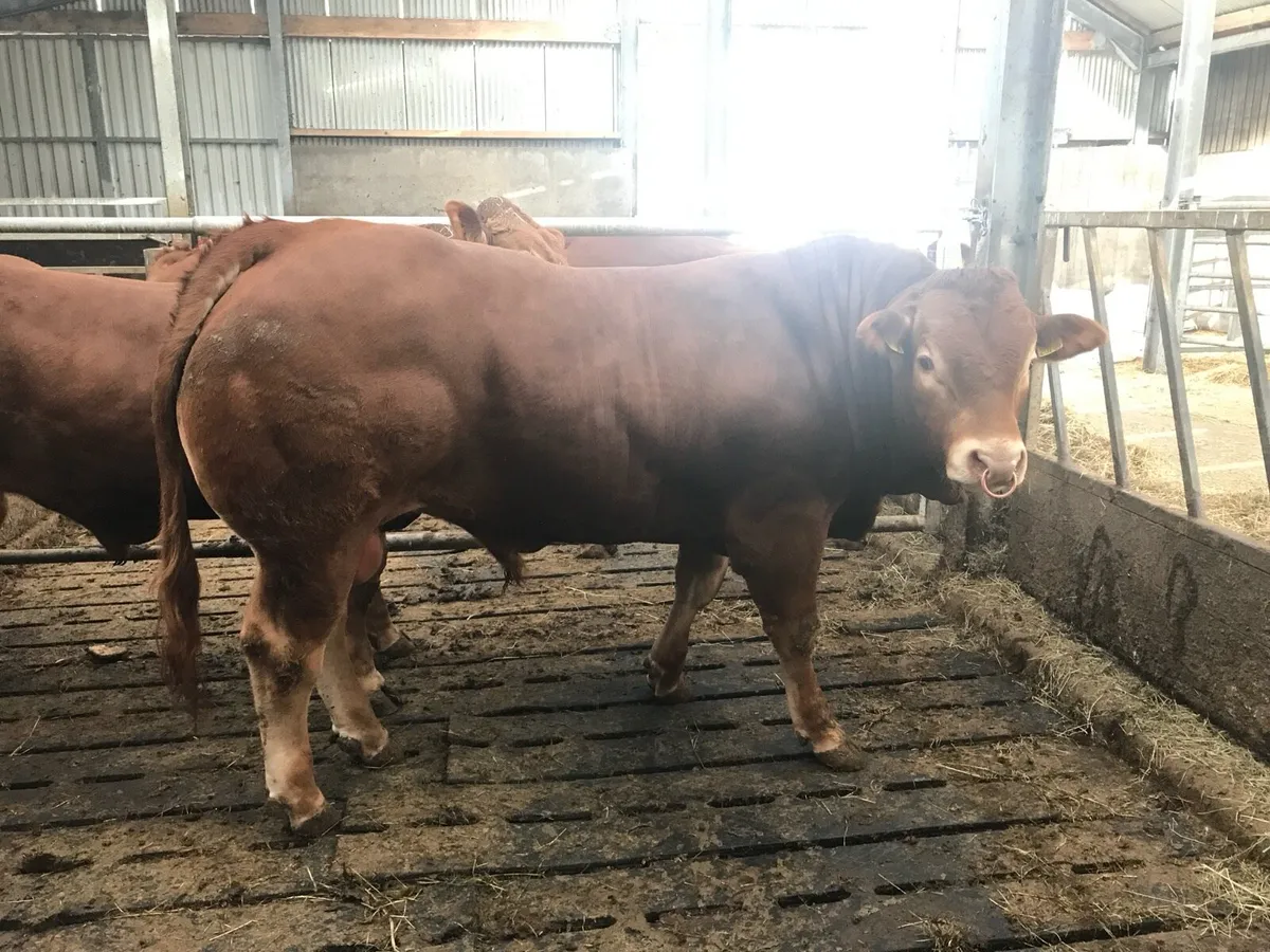 Pedigree Limousin Bulls - Image 3
