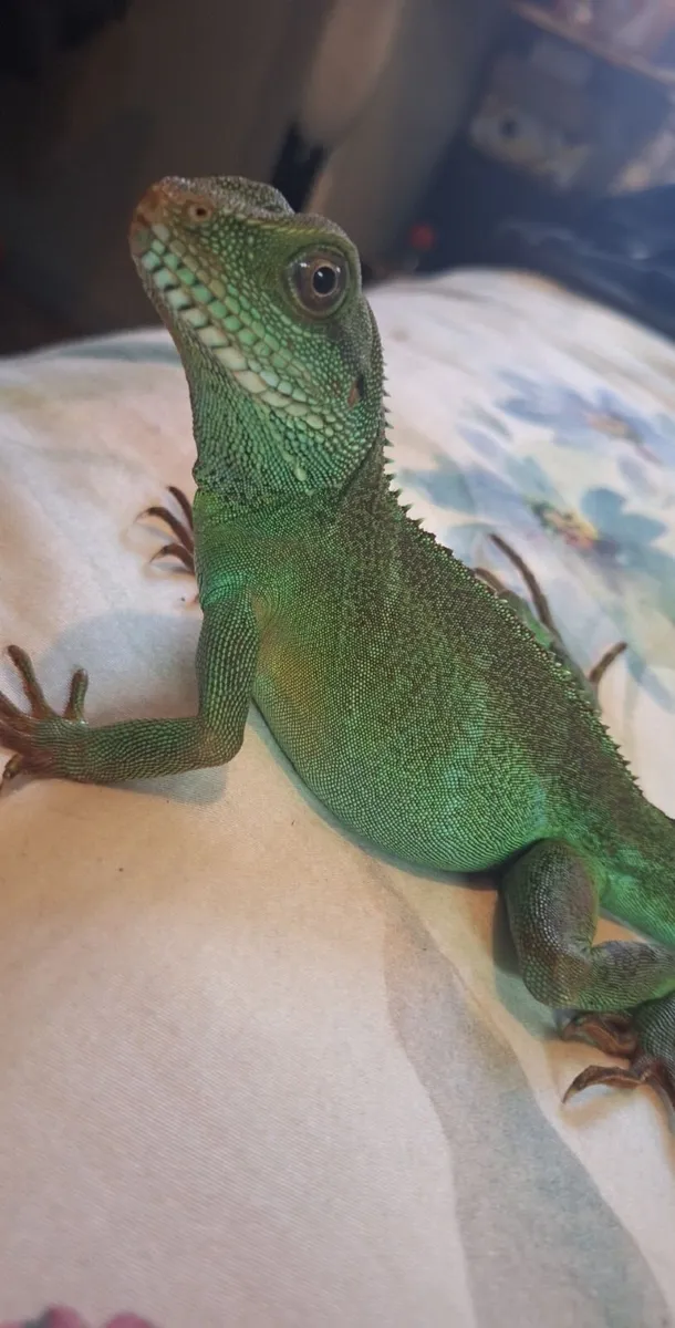 Chinese water dragon - Image 1