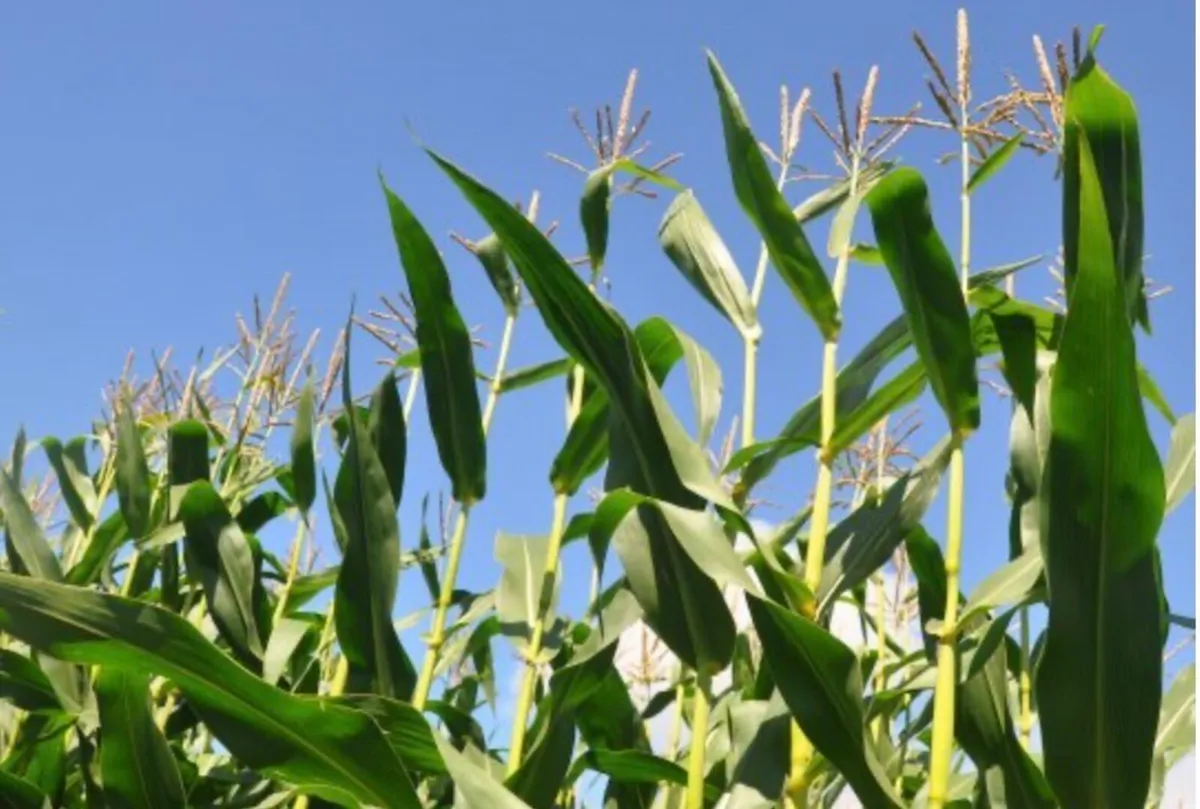 Maize silage