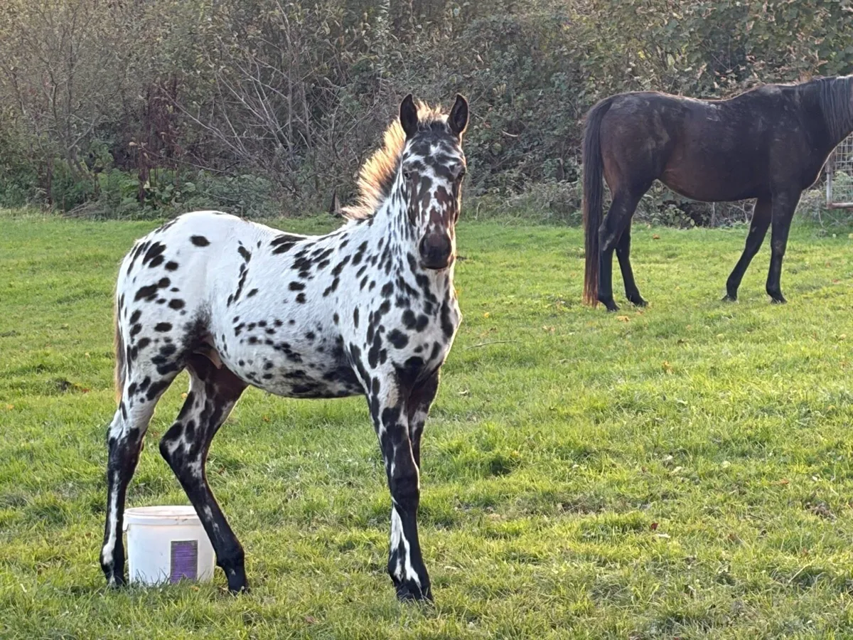 Foal - Image 1