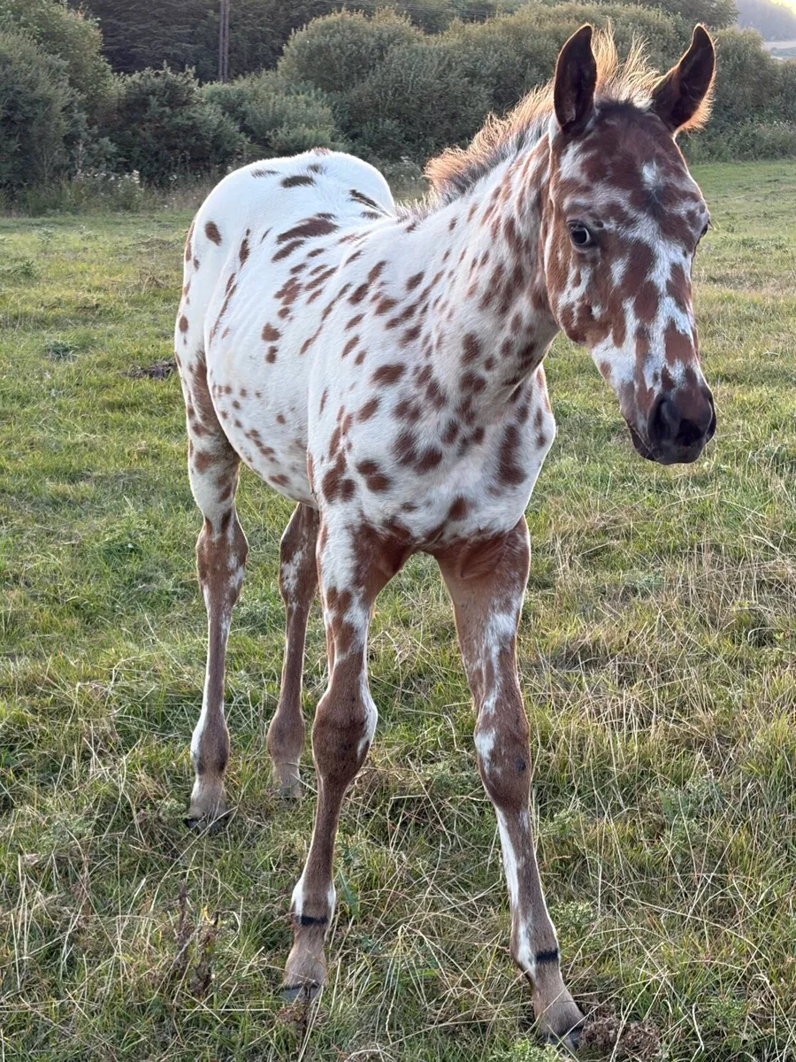 Foal - Image 2