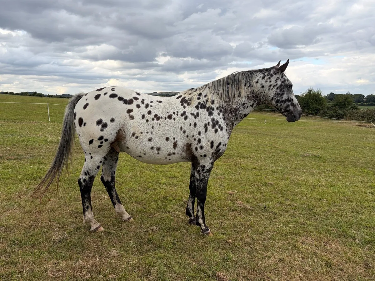 Foal - Image 3