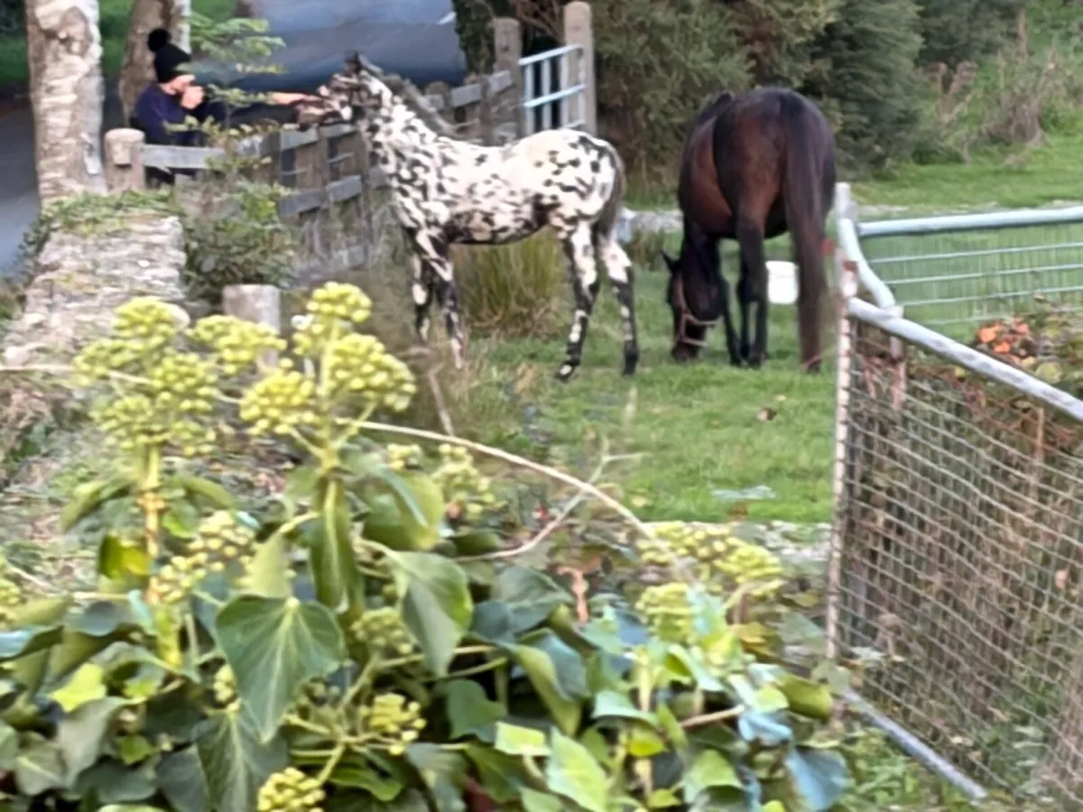 Foal - Image 4