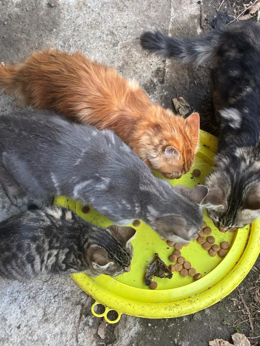 Kittens - Image 1
