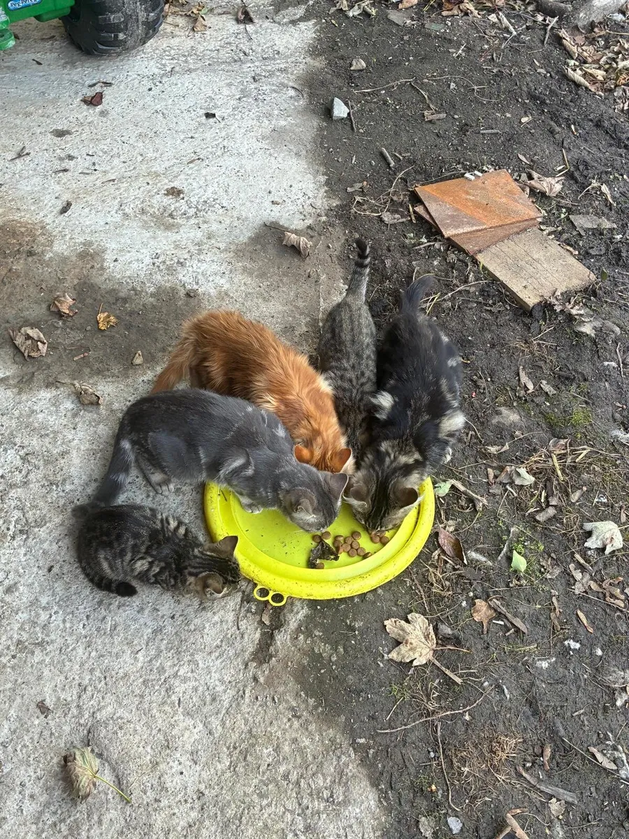 Kittens - Image 2