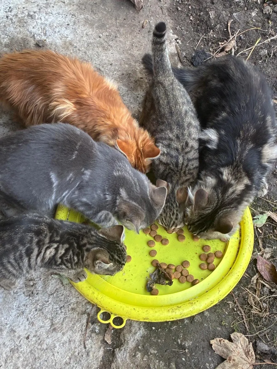 Kittens - Image 3
