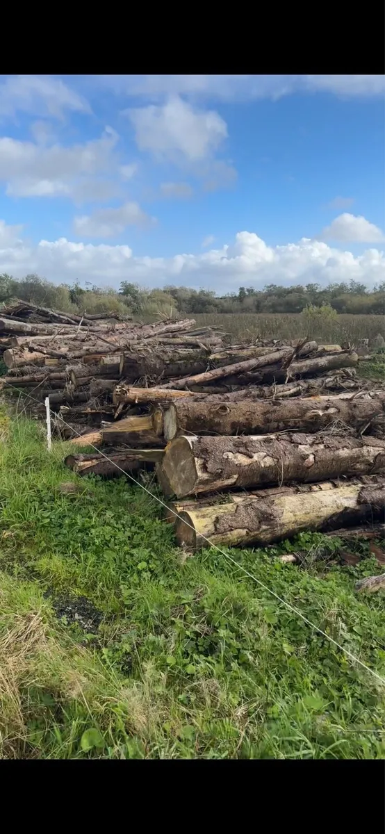 Fire wood - Image 2