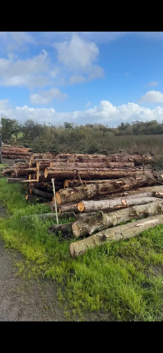 Fire wood - Image 4