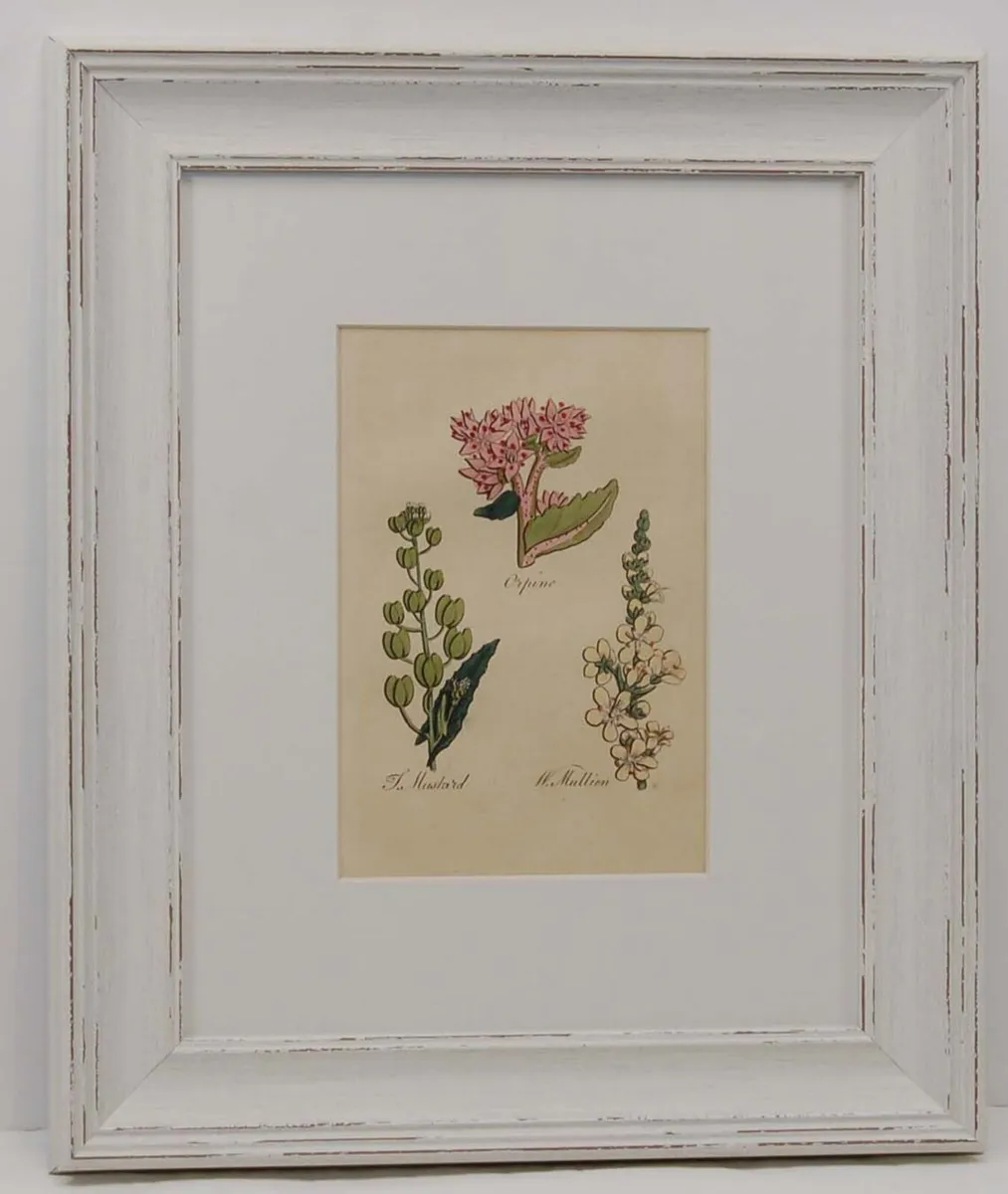 Pair John Hill Antique Botanical Prints 1812 - Image 1