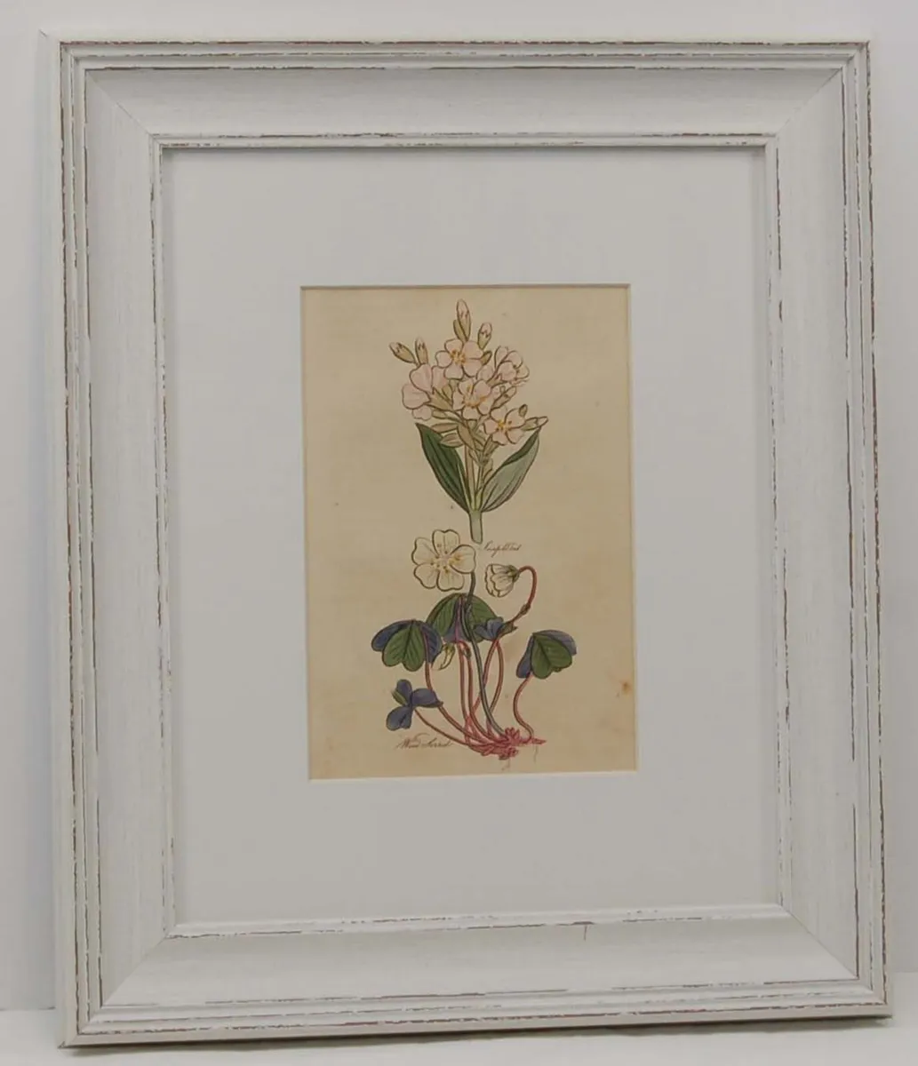 Pair John Hill Antique Botanical Prints 1812 - Image 2