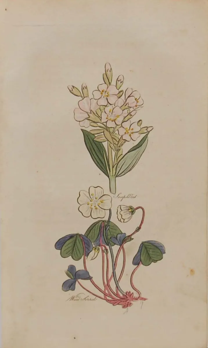 Pair John Hill Antique Botanical Prints 1812 - Image 3