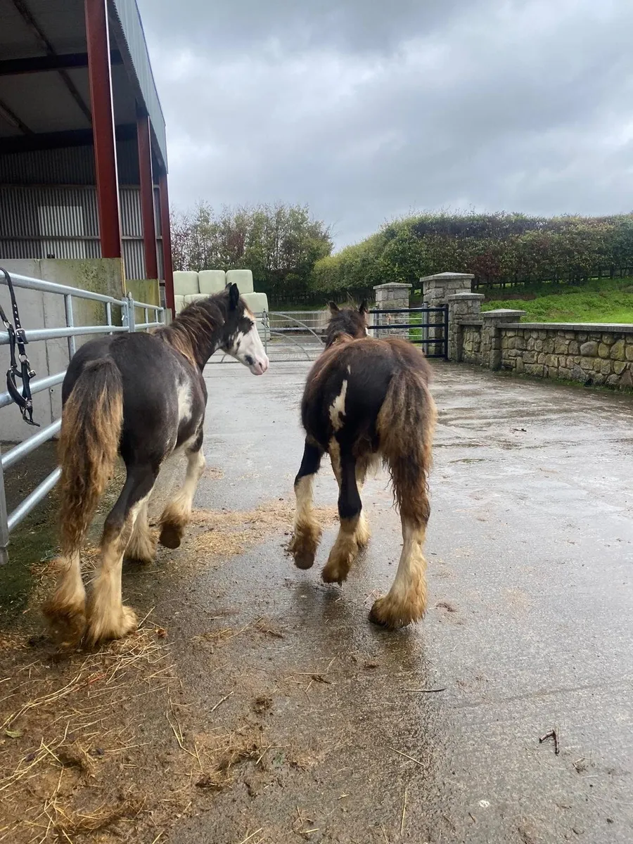 2 late colt foals - Image 2