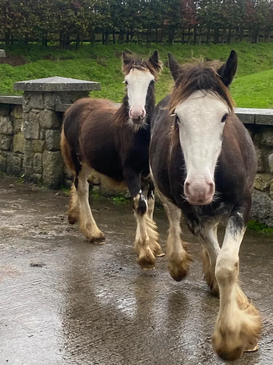2 late colt foals - Image 1