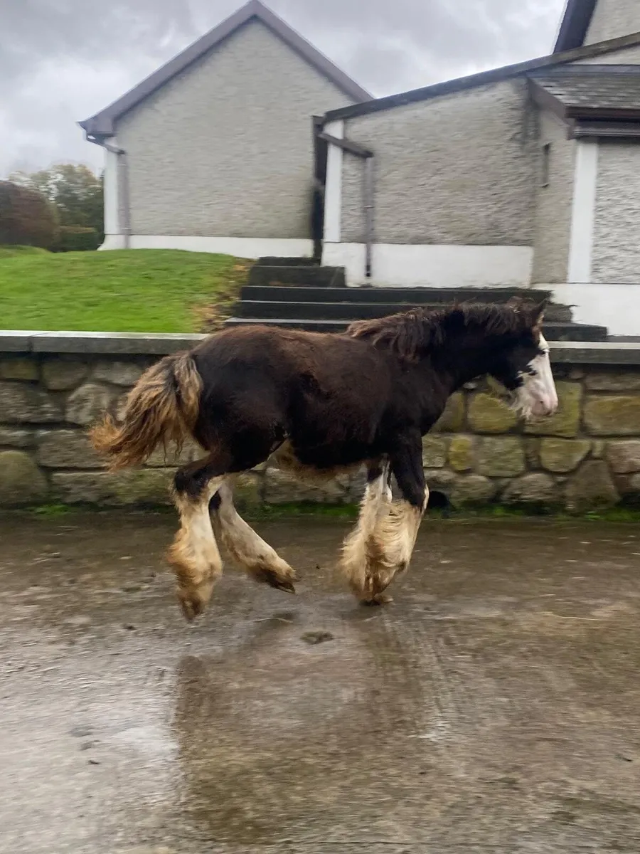 2 late colt foals - Image 3