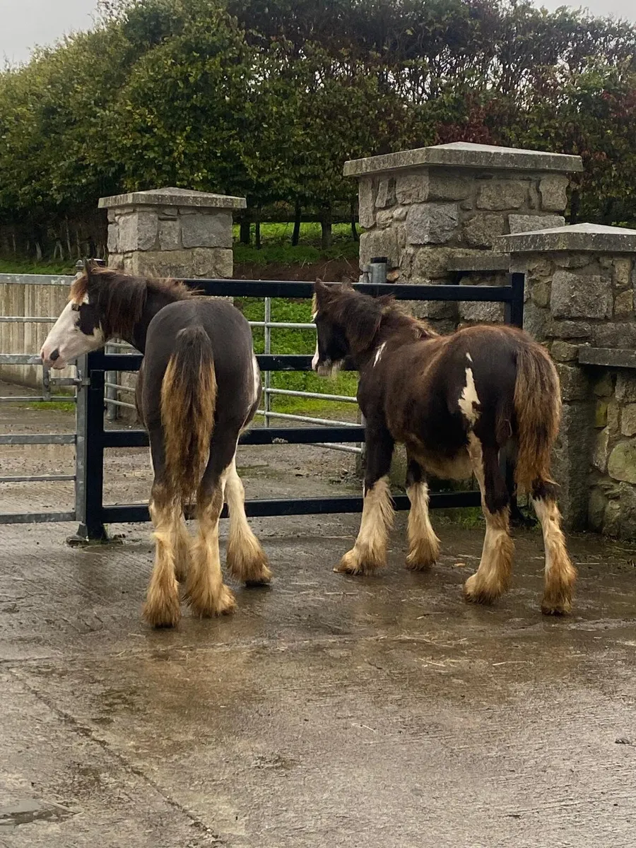 2 late colt foals - Image 4