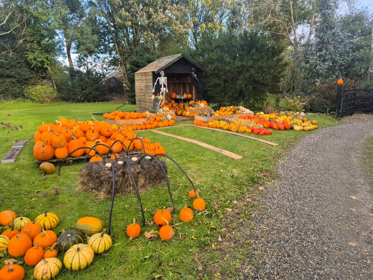 Pumpkins - Image 4
