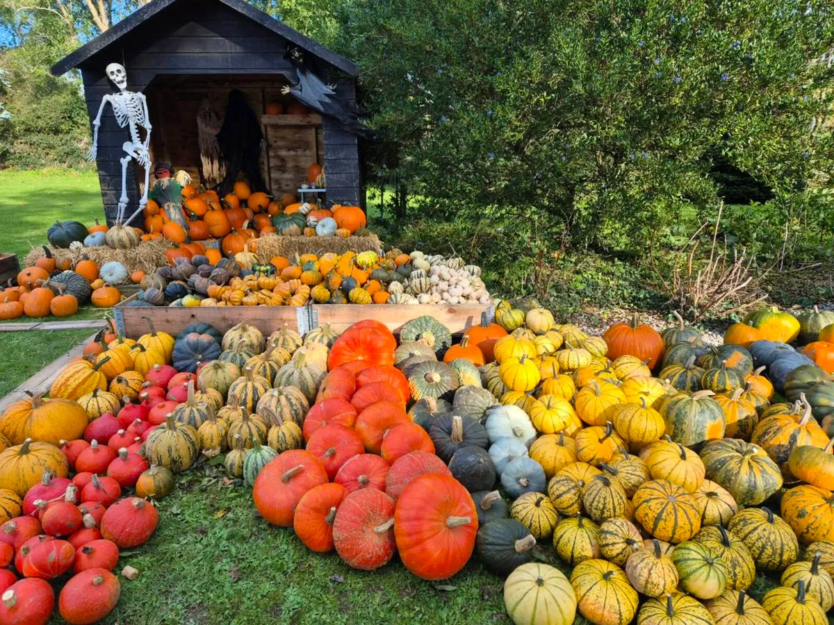 Pumpkins - Image 1