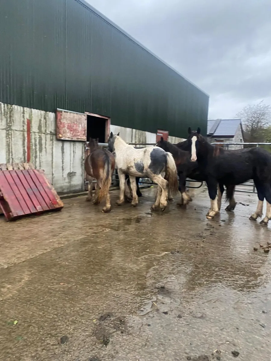 Yearling colts. - Image 1