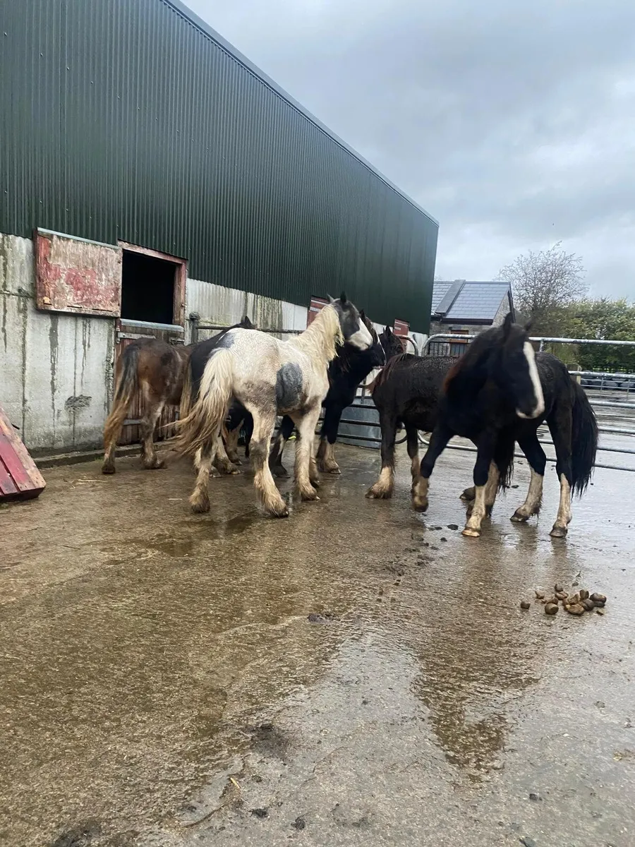 Yearling colts. - Image 2