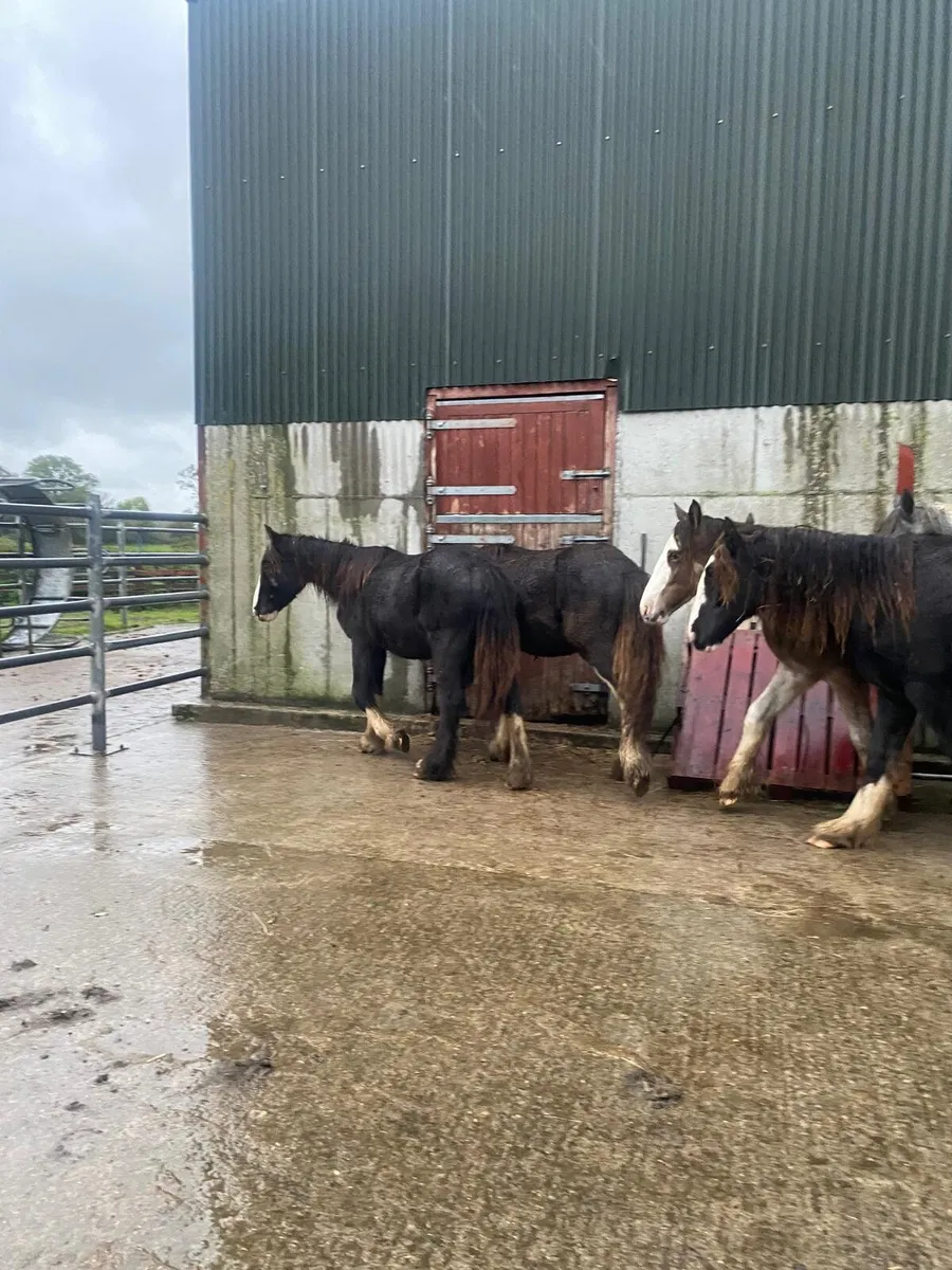 Yearling colts. - Image 3