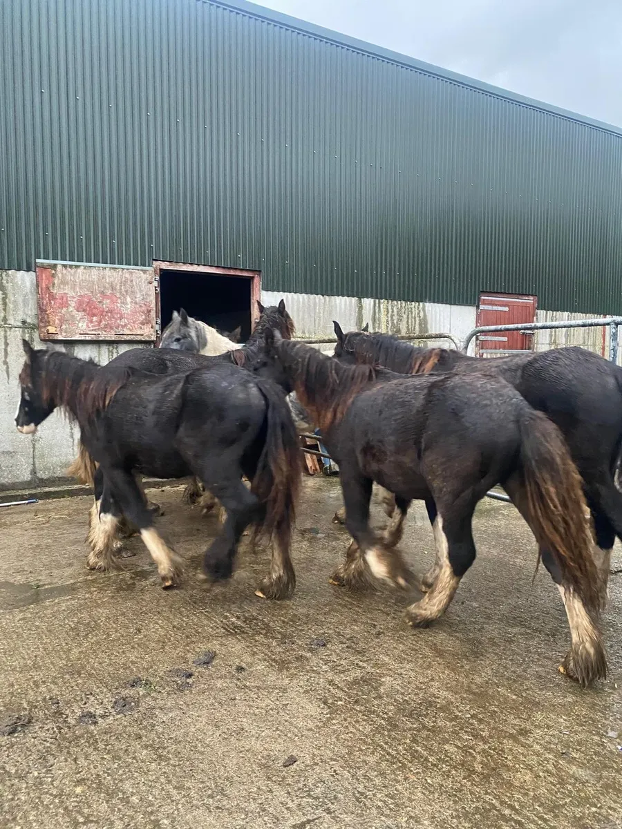 Yearling colts. - Image 4