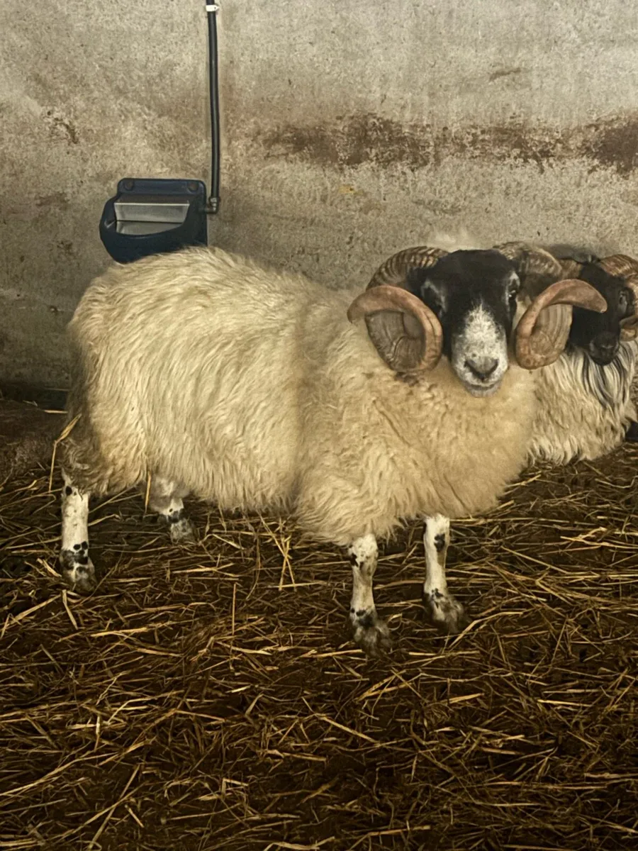Ram - Image 2