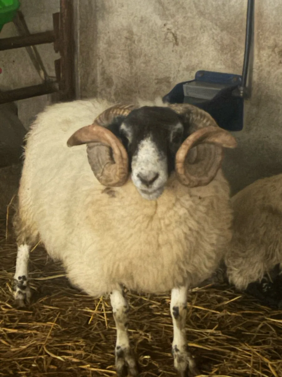 Ram - Image 1