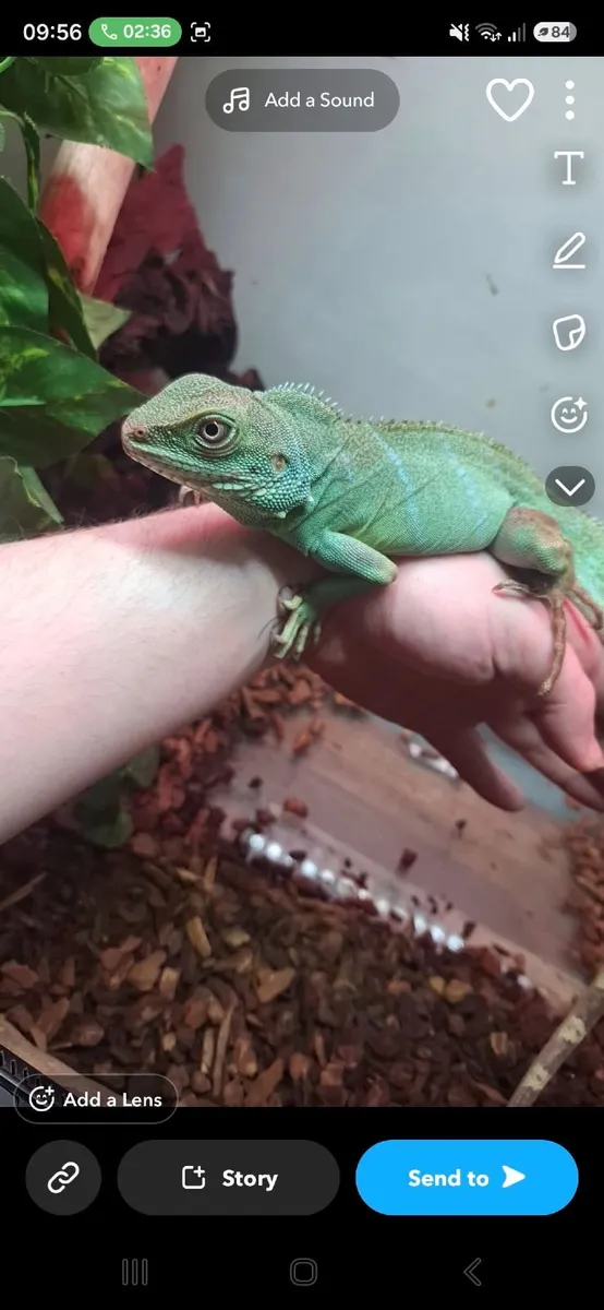 Chinese water dragon - Image 2