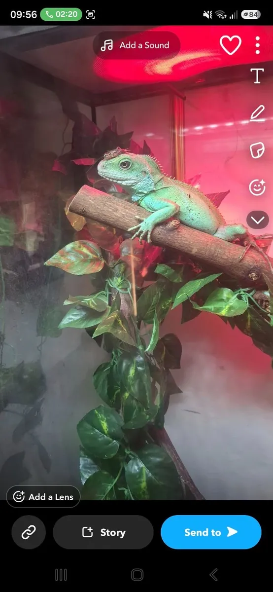 Chinese water dragon - Image 3