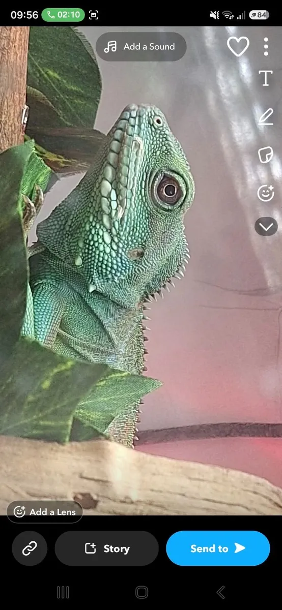 Chinese water dragon - Image 4