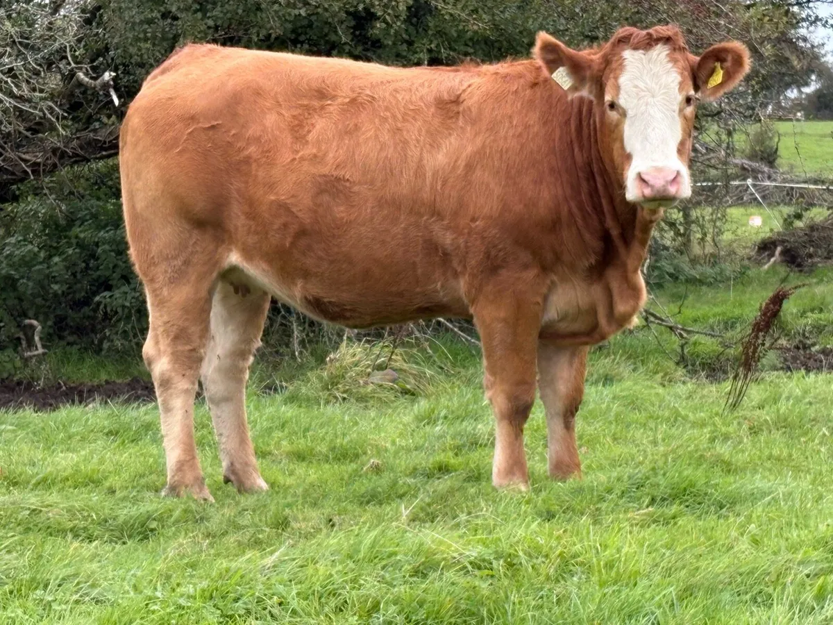 Super incalf heifer - Image 2