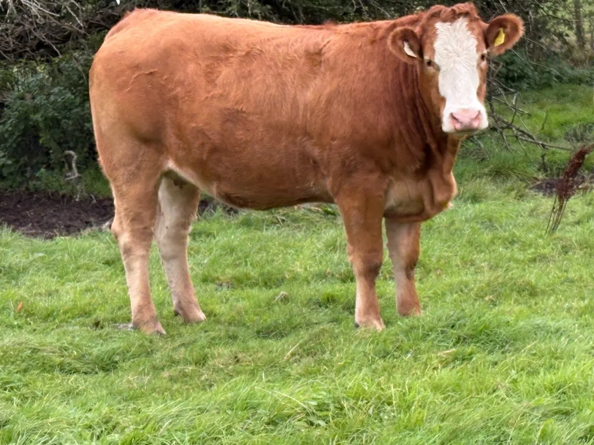 Super incalf heifer - Image 1