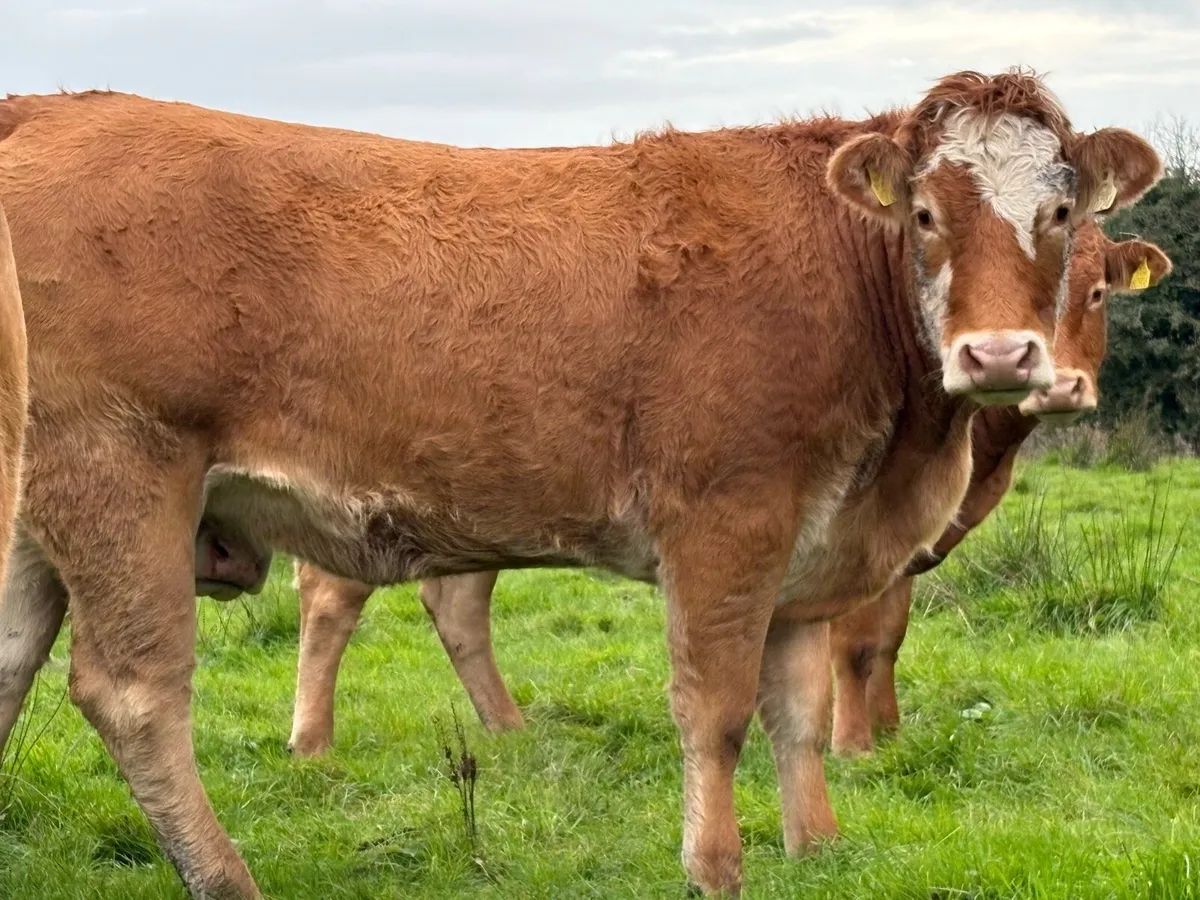 2 smashing incalf heifers - Image 1