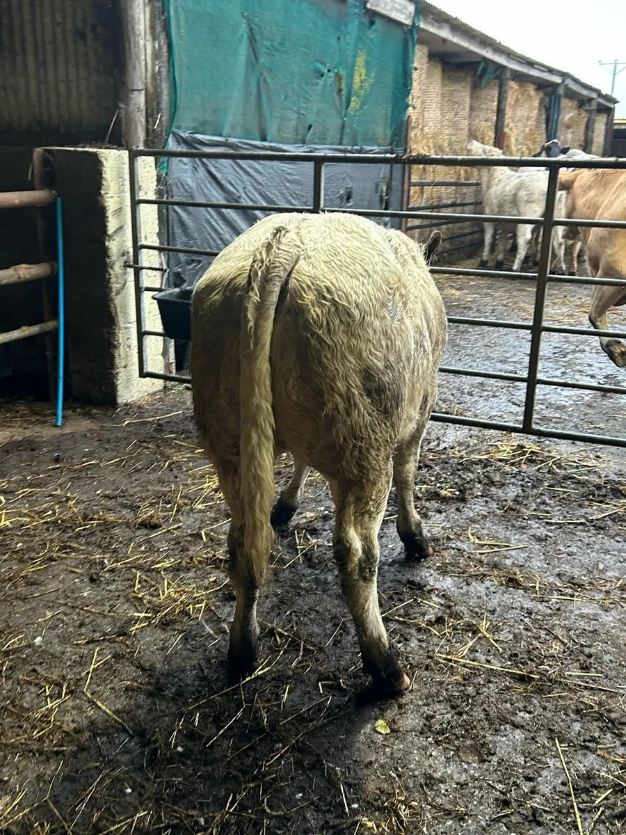 2 Roan CHX Heifers - Image 2