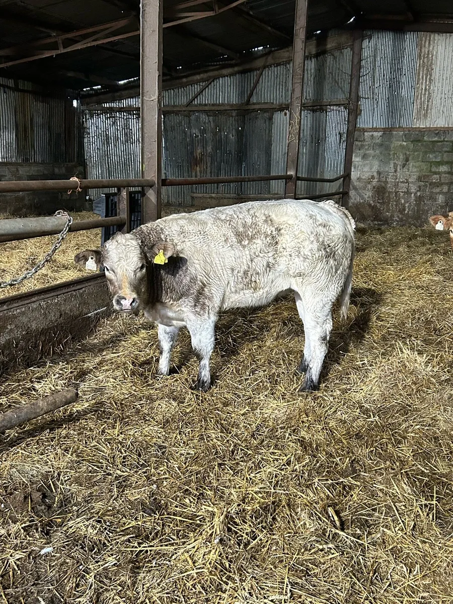 2 Roan CHX Heifers - Image 3
