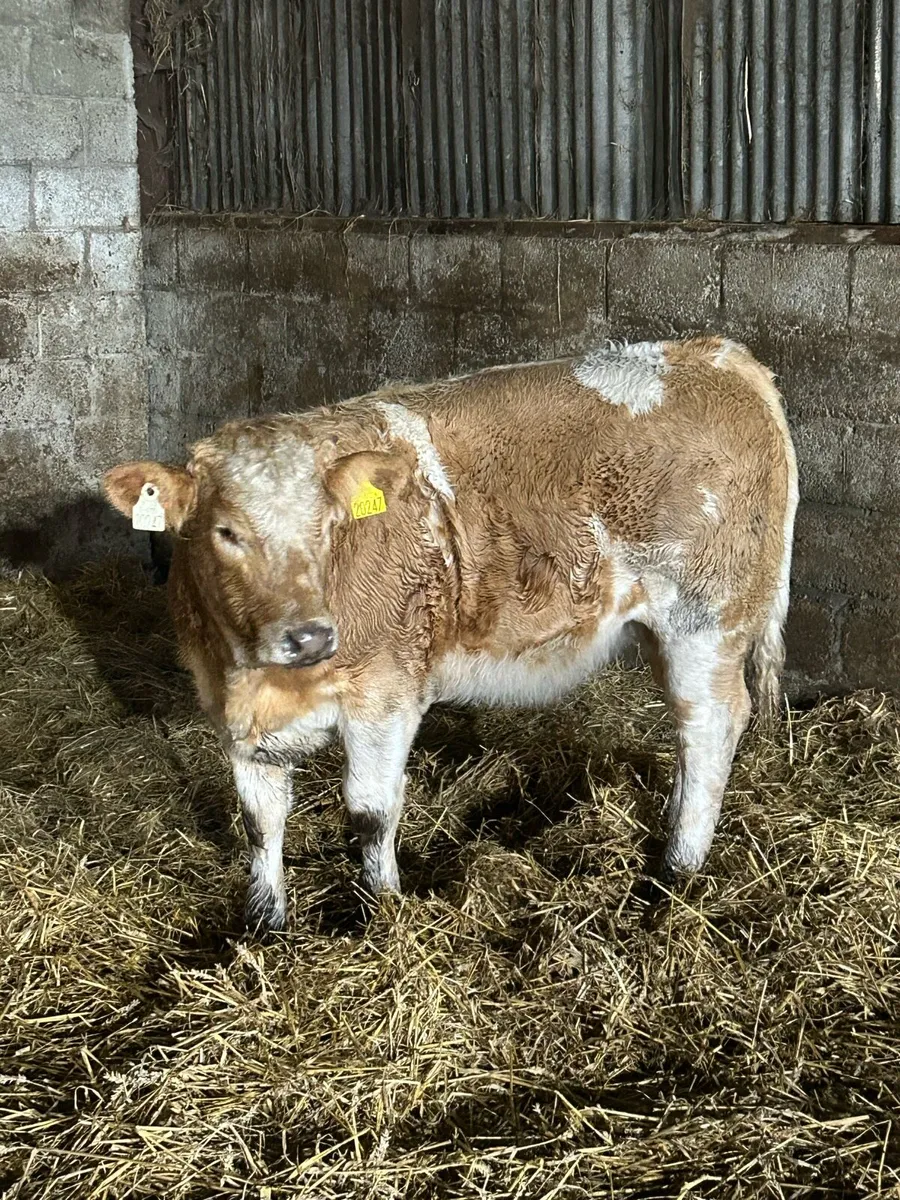 2 Roan CHX Heifers - Image 4